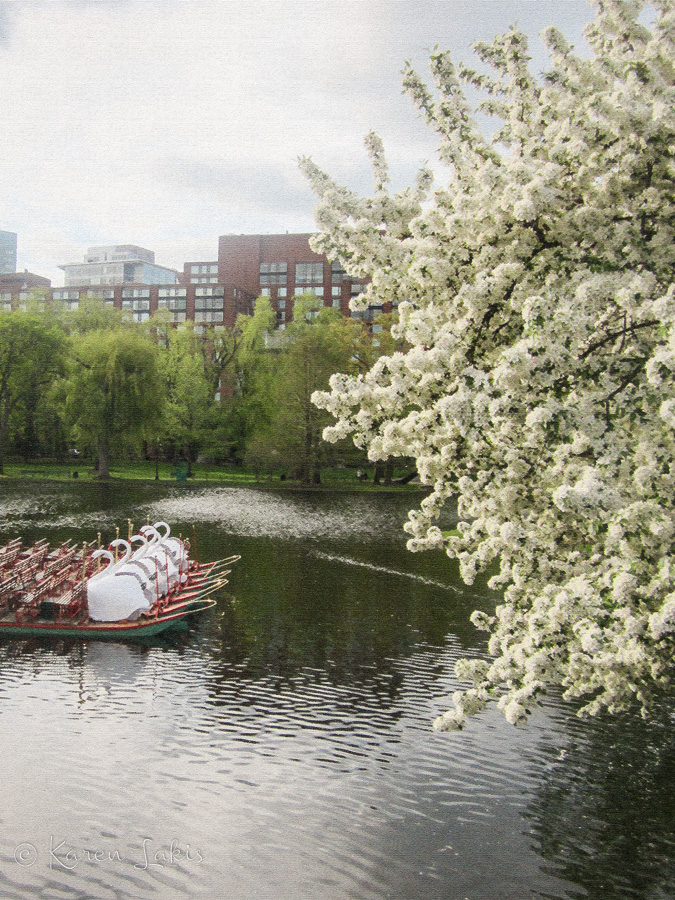 swan boats