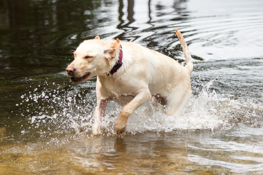 Chessie swimming