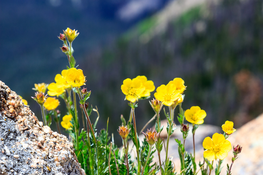 wild flowers