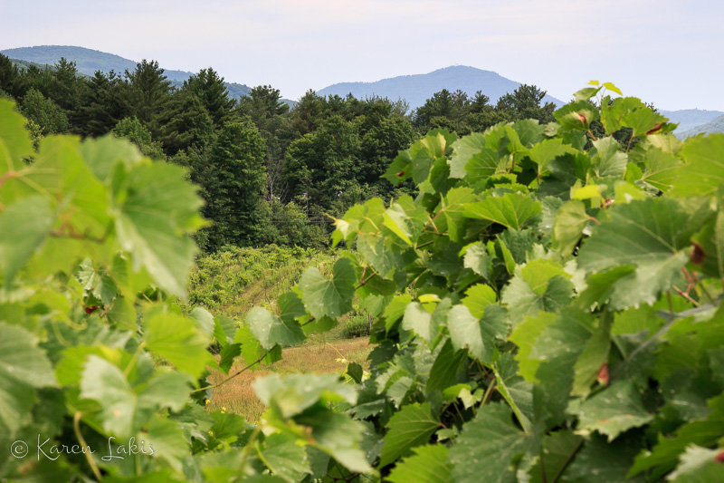 Vermont vineyard