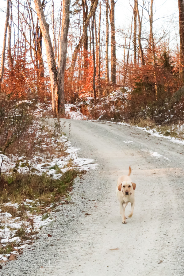 winter leaves