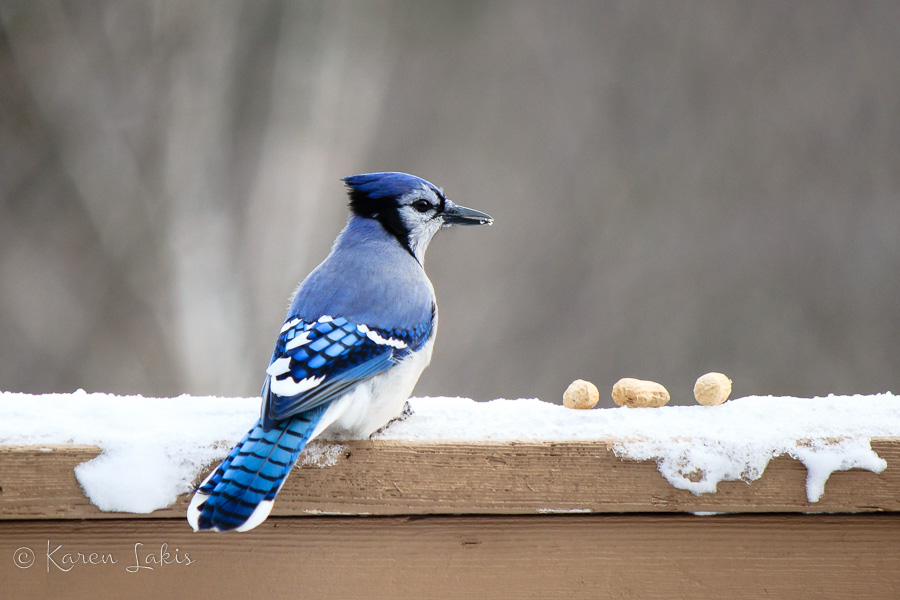 blue jays