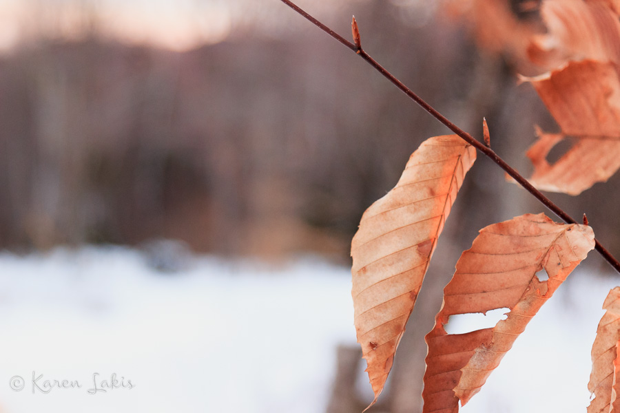 winter leaf