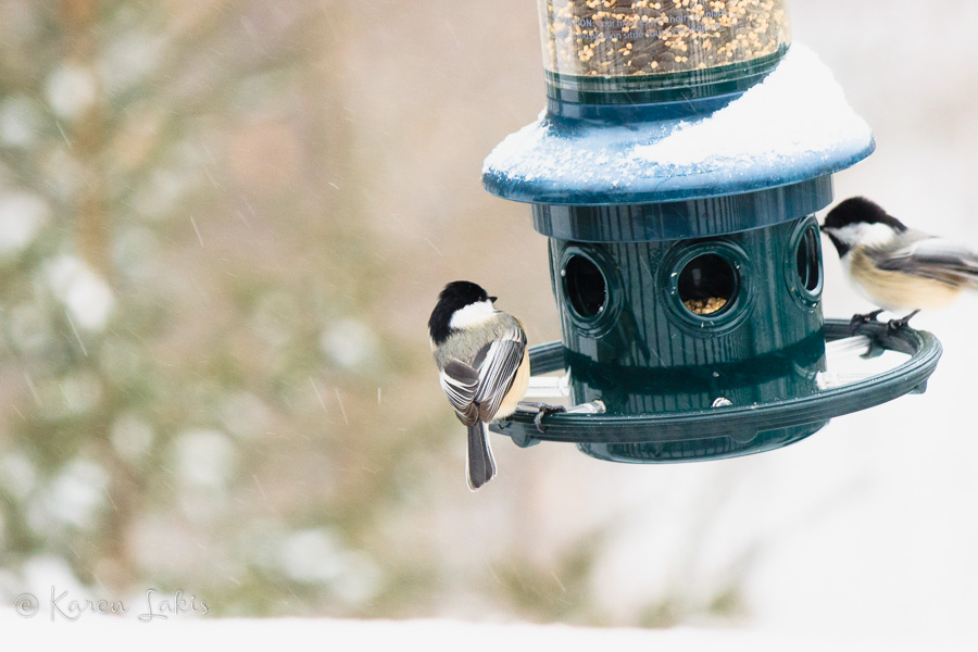 chickadees