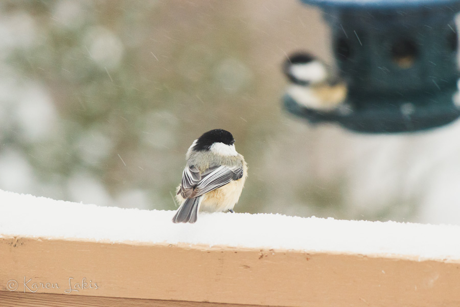 chickadees