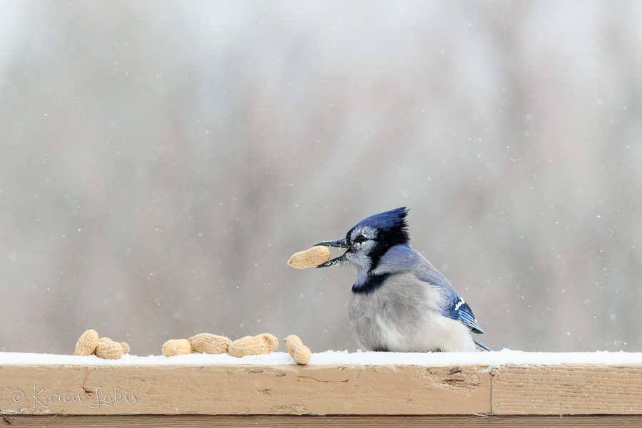 blue jay