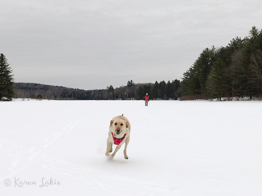 Chessie on Gale Meadow