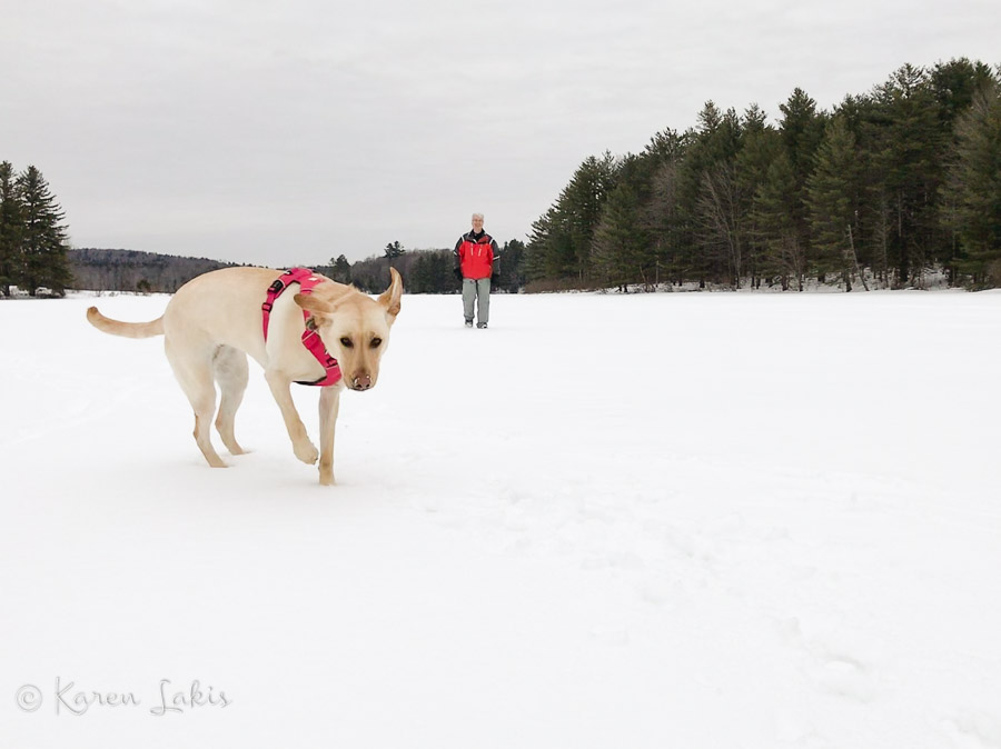 Chessie on Gale Meadow