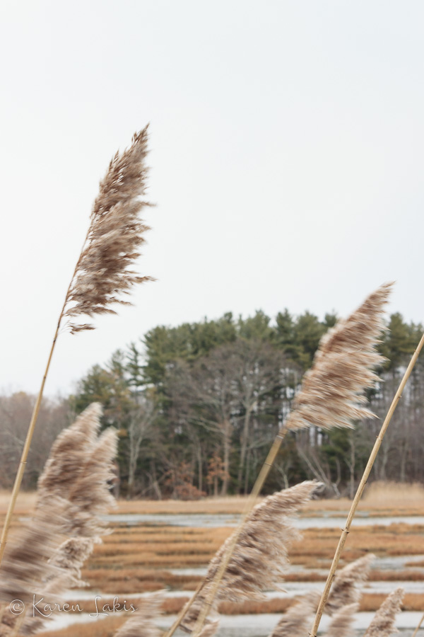 cattails in the wind