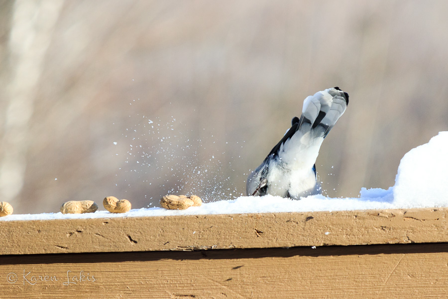 blue jay