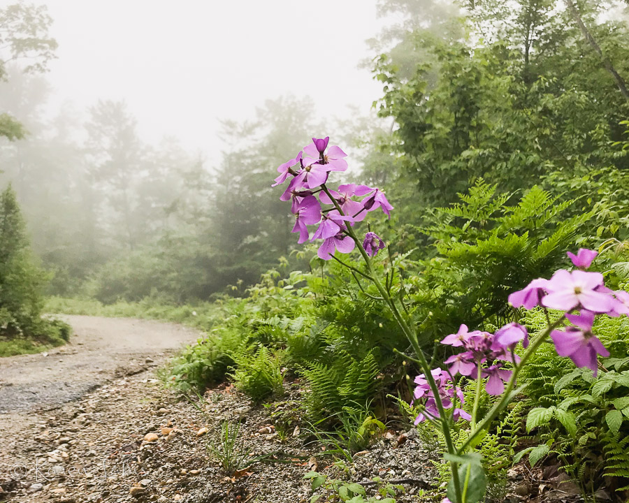 misty mountain path