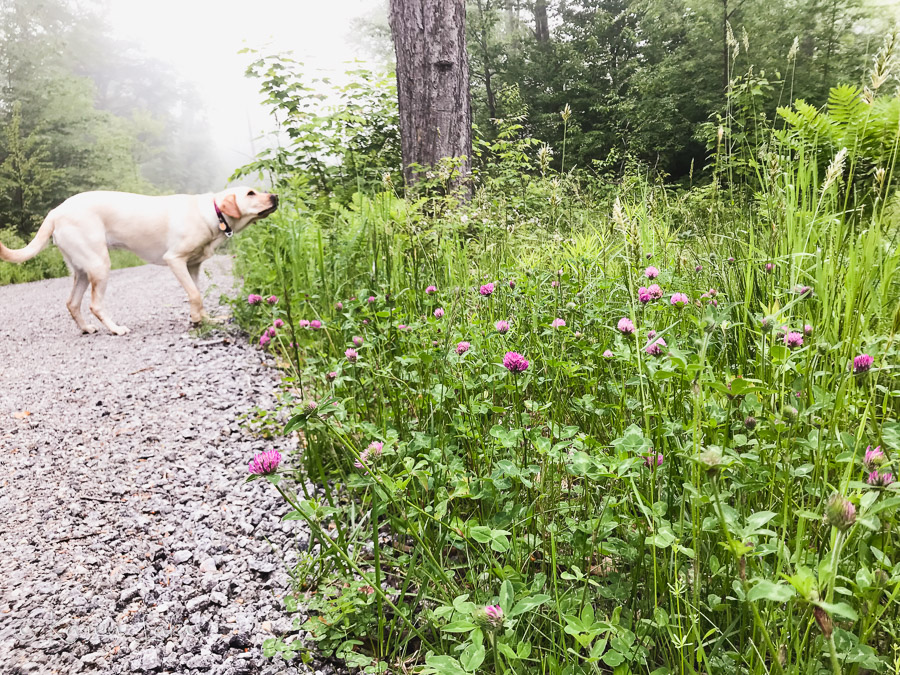 Chessie sniffing flowers on a wooded path