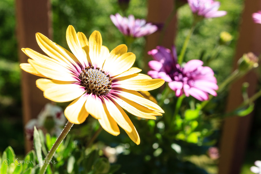 flower garden