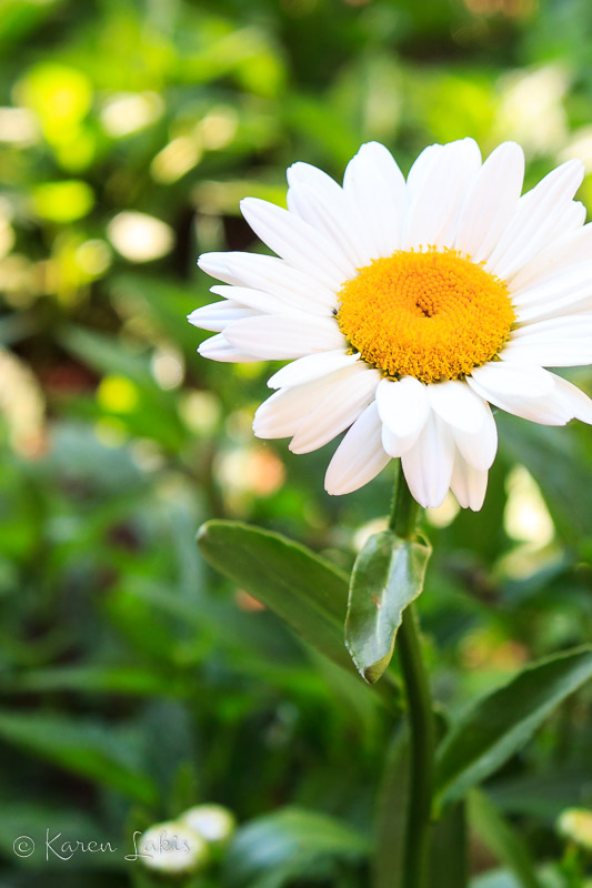 daisy with sun shining in the background