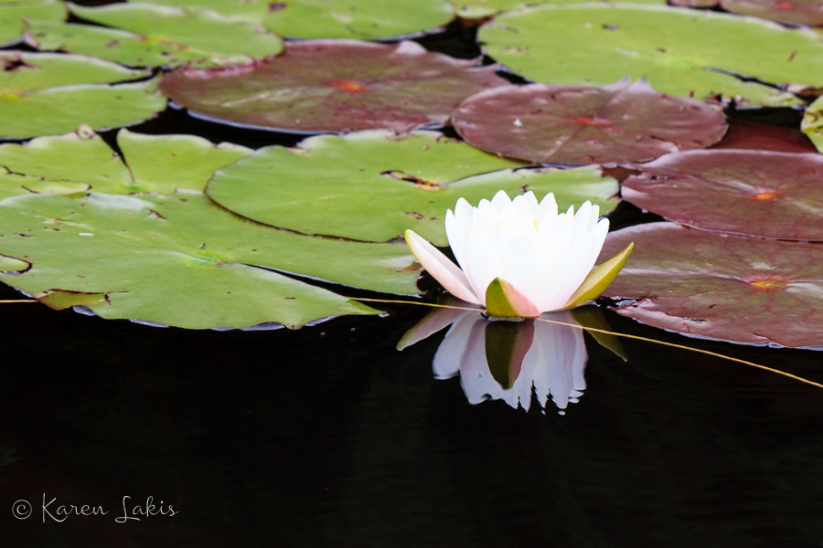 water lily