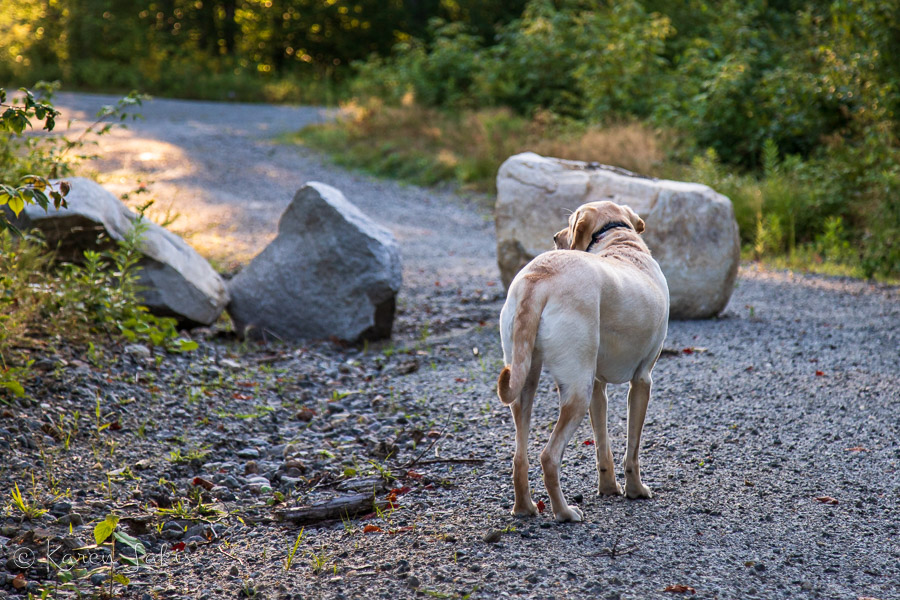 Chessie on the mountain