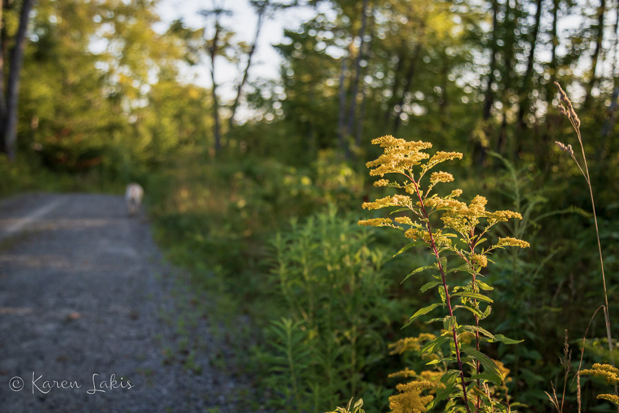 Goldenrod