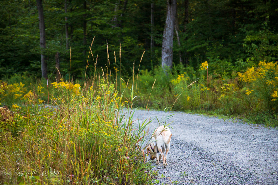 Chessie walking