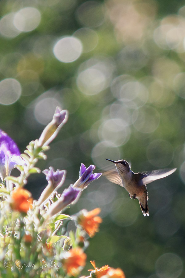 hummingbird