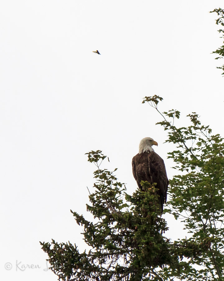 bald eagle and hummingbird