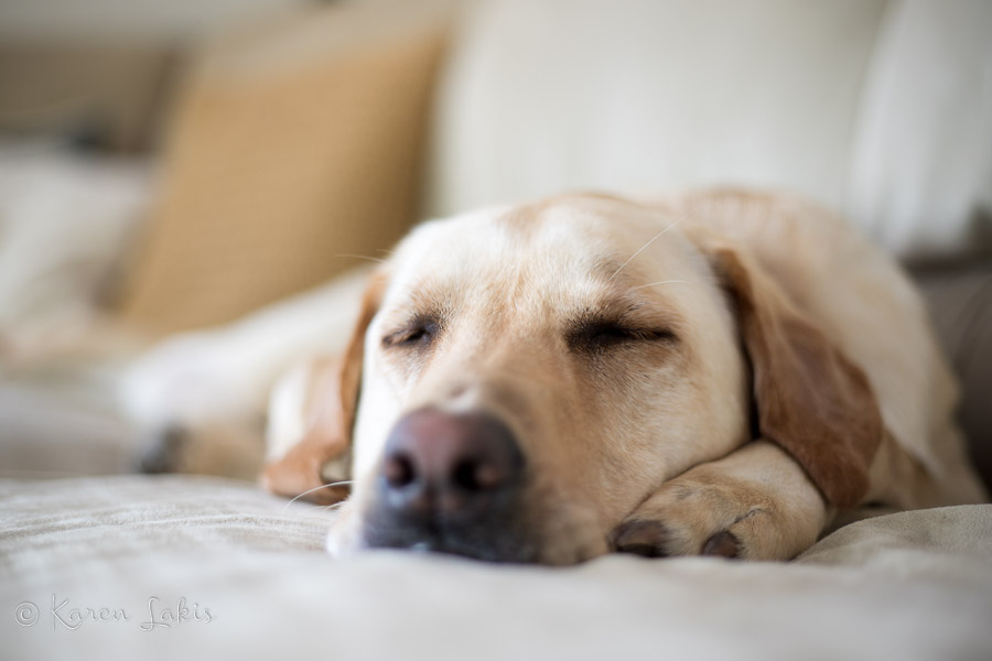 Chessie napping