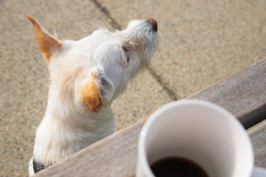 Georgie and coffee cup