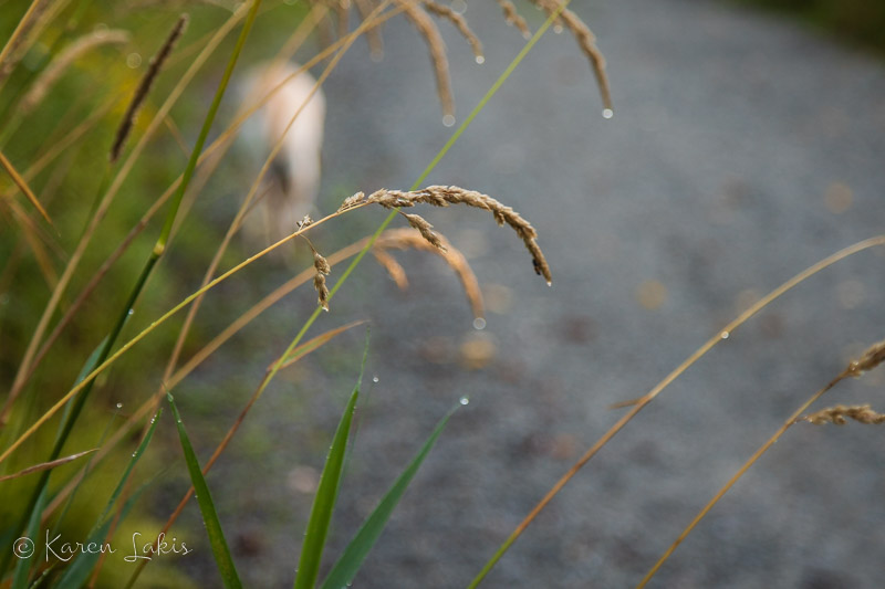 Stalks of grass