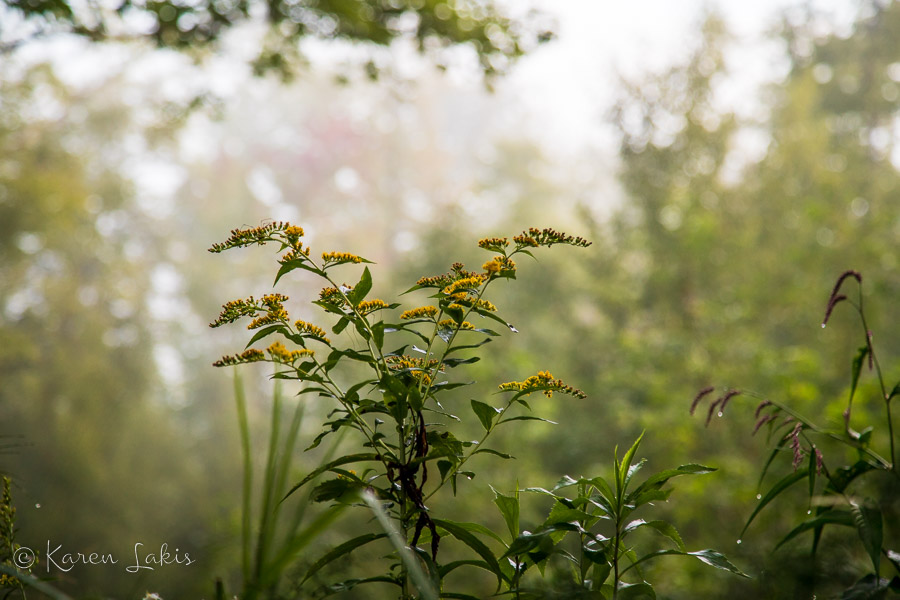 wildflowers in the morning mist