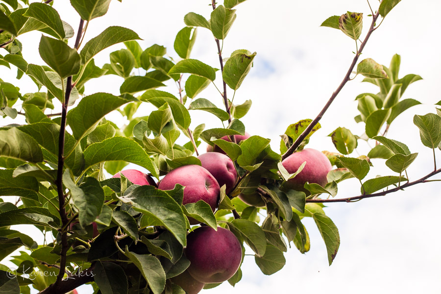 apple tree