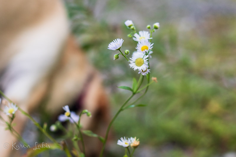 flowers with blurry Chessie