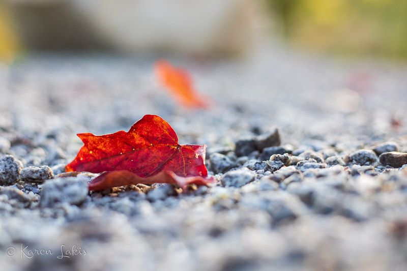 autumn leaf