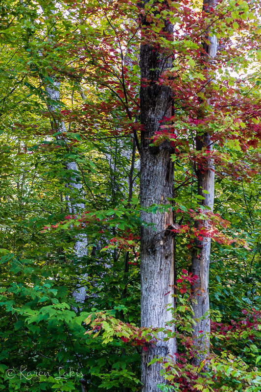 fall foliage