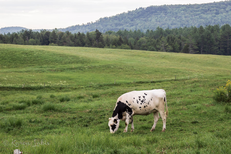 cow in the field