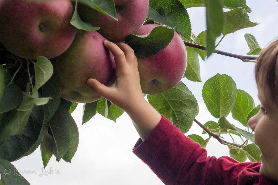 Ella picking an apple