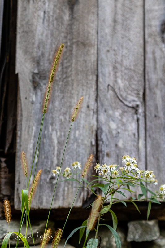 weeds against a rustic shed