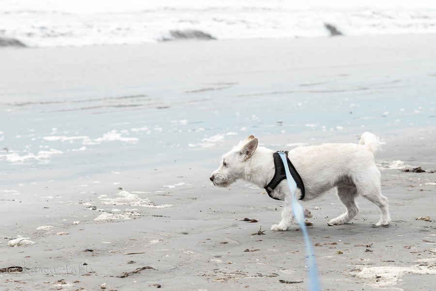 Georgie on the beach