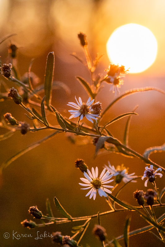 weed in the sunrise