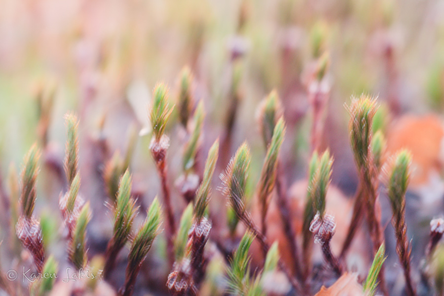 blurry weeds