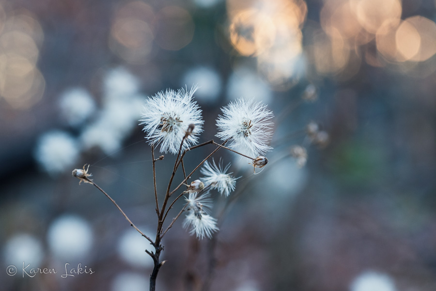 blurry weeds