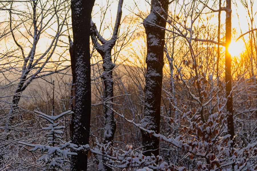 sunrise in the forest