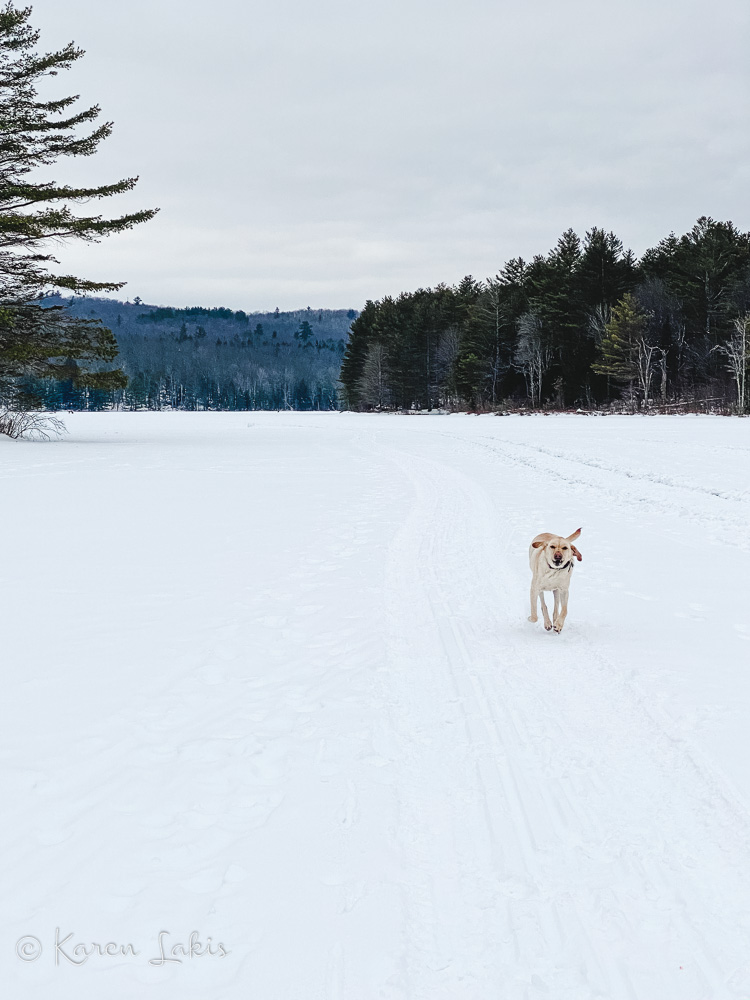 Chessie on the lake