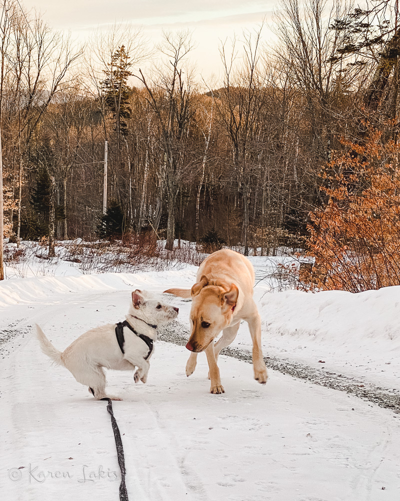 Chessie and Georgie