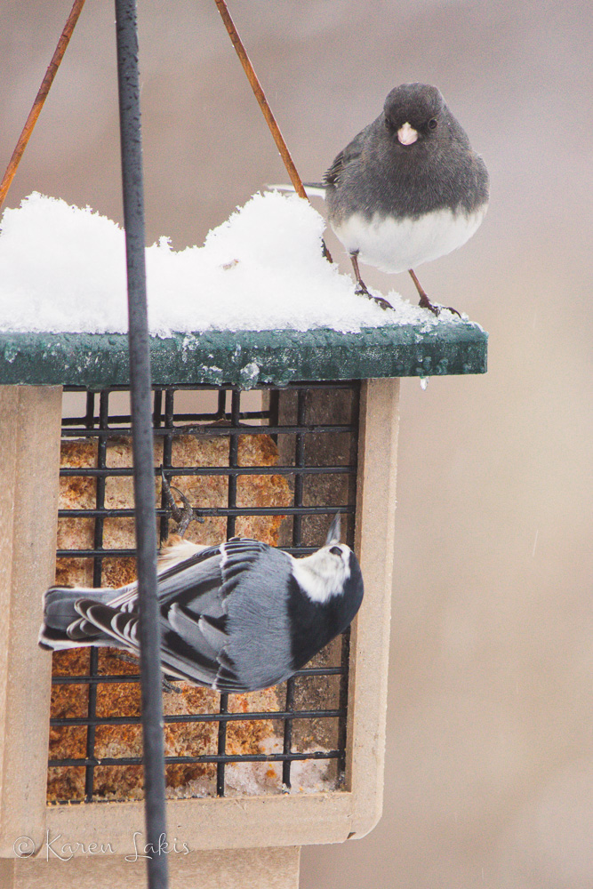 birds at the feeder
