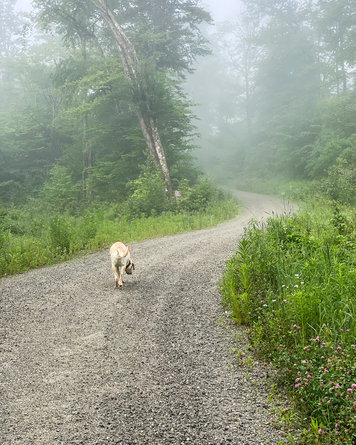 Morning walk-journey into the mist