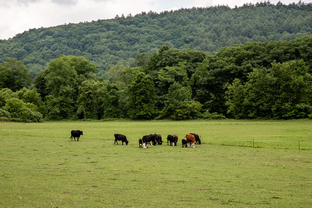 cow pasture