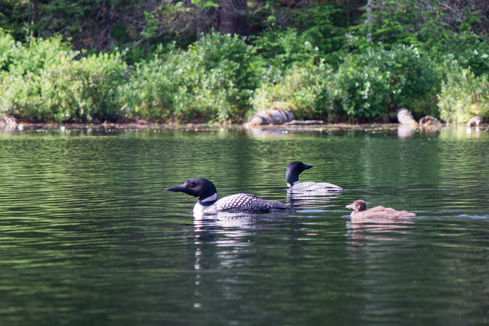 Loons on Lowell Lake