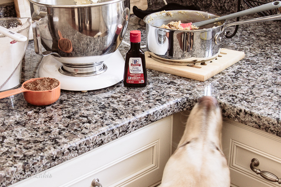 Chessie sniffing at the counter