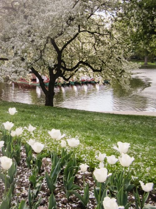 Morning walks – Boston Public Garden