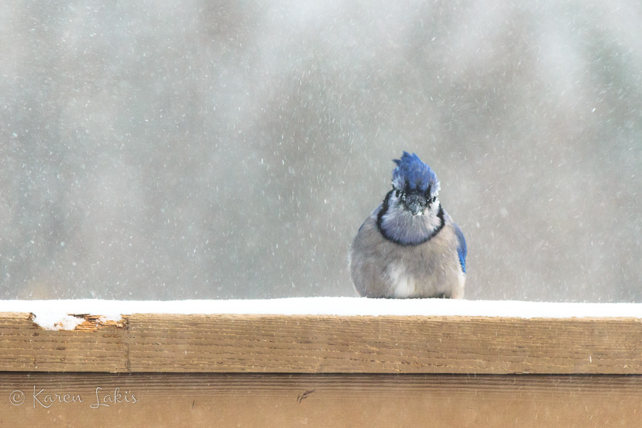 angry blue jay