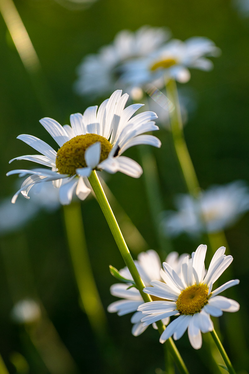 daisies in the early sun